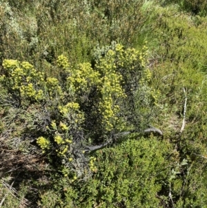 Ozothamnus cupressoides at Crackenback, NSW - 22 Jan 2022 03:11 PM