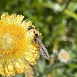 Dicrotelus prolixus at Crackenback, NSW - 22 Jan 2022