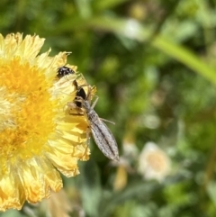 Dicrotelus prolixus at Crackenback, NSW - 22 Jan 2022