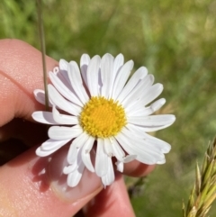 Brachyscome aculeata (Hill Daisy) at Kosciuszko National Park - 22 Jan 2022 by Ned_Johnston