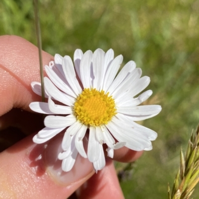 Brachyscome aculeata (Hill Daisy) at Crackenback, NSW - 22 Jan 2022 by NedJohnston