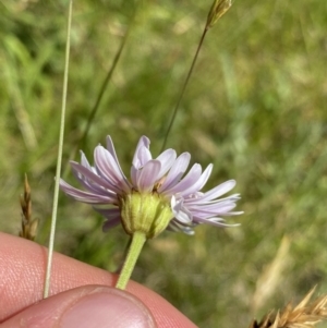 Brachyscome aculeata at Crackenback, NSW - 22 Jan 2022