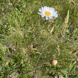 Brachyscome aculeata at Crackenback, NSW - 22 Jan 2022