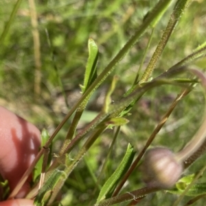 Brachyscome aculeata at Crackenback, NSW - 22 Jan 2022