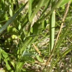 Brachyscome aculeata at Crackenback, NSW - 22 Jan 2022