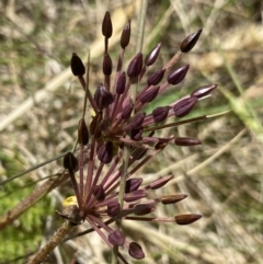 Oreomyrrhis eriopoda (Australian Carraway) at Crackenback, NSW - 22 Jan 2022 by NedJohnston