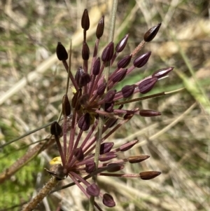 Oreomyrrhis eriopoda at Crackenback, NSW - 22 Jan 2022
