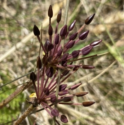 Oreomyrrhis eriopoda (Australian Carraway) at Crackenback, NSW - 22 Jan 2022 by NedJohnston