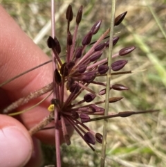 Oreomyrrhis eriopoda at Crackenback, NSW - 22 Jan 2022 03:03 PM