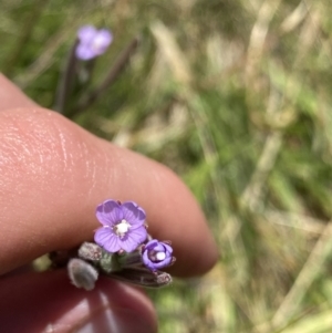 Epilobium gunnianum at Crackenback, NSW - 22 Jan 2022