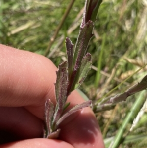 Epilobium gunnianum at Crackenback, NSW - 22 Jan 2022