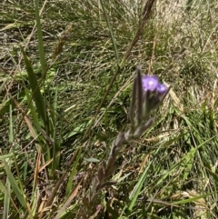 Epilobium gunnianum at Crackenback, NSW - 22 Jan 2022