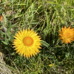 Xerochrysum subundulatum (Alpine Everlasting) at Kosciuszko National Park - 22 Jan 2022 by Ned_Johnston