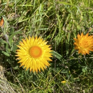 Xerochrysum subundulatum at Crackenback, NSW - 22 Jan 2022 03:02 PM