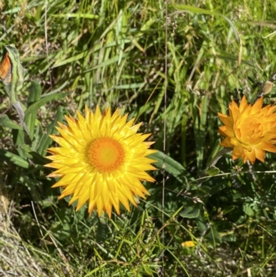 Xerochrysum subundulatum (Alpine Everlasting) at Crackenback, NSW - 22 Jan 2022 by Ned_Johnston