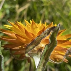 Xerochrysum subundulatum at Crackenback, NSW - 22 Jan 2022 03:02 PM