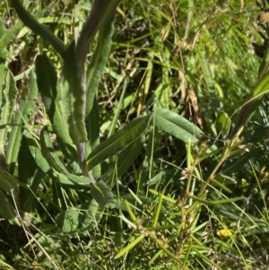 Xerochrysum subundulatum at Crackenback, NSW - 22 Jan 2022