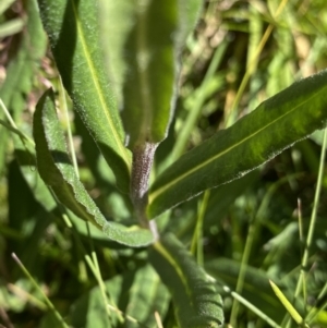 Xerochrysum subundulatum at Crackenback, NSW - 22 Jan 2022 03:02 PM