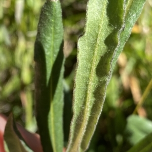 Xerochrysum subundulatum at Crackenback, NSW - 22 Jan 2022