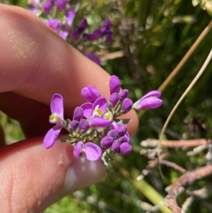 Comesperma retusum at Crackenback, NSW - 22 Jan 2022 03:01 PM