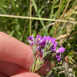 Comesperma retusum at Crackenback, NSW - 22 Jan 2022 03:01 PM