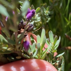 Comesperma retusum at Crackenback, NSW - 22 Jan 2022 03:01 PM