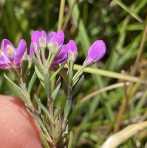 Comesperma retusum at Crackenback, NSW - 22 Jan 2022 03:01 PM