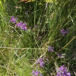 Comesperma retusum at Crackenback, NSW - 22 Jan 2022 03:01 PM