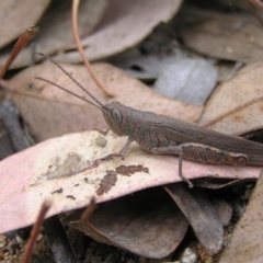 Pardillana limbata (Common Pardillana) at Mount Taylor - 6 Feb 2022 by MatthewFrawley