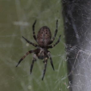 Badumna longinqua at Cook, ACT - 8 Feb 2022