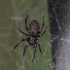 Badumna longinqua (Grey House Spider) at Cook, ACT - 8 Feb 2022 by Tammy