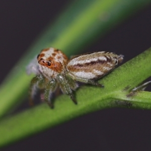 Opisthoncus abnormis at Cook, ACT - 8 Feb 2022 04:06 PM