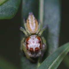 Opisthoncus abnormis at Cook, ACT - 8 Feb 2022 04:06 PM