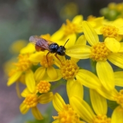 Exoneura sp. (genus) (A reed bee) at Cotter River, ACT - 8 Feb 2022 by AJB