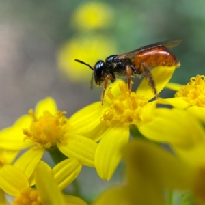 Exoneura sp. (genus) at Cotter River, ACT - suppressed