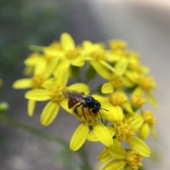 Exoneura sp. (genus) at Cotter River, ACT - suppressed