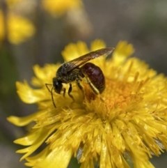Lasioglossum (Parasphecodes) sp. (genus & subgenus) (Halictid bee) at Bimberi Nature Reserve - 8 Feb 2022 by AJB