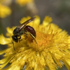 Lasioglossum (Parasphecodes) sp. (genus & subgenus) at Brindabella, NSW - 8 Feb 2022