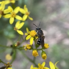 Lasioglossum (Chilalictus) sp. (genus & subgenus) at Cotter River, ACT - 8 Feb 2022