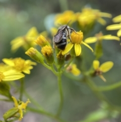 Lasioglossum (Chilalictus) sp. (genus & subgenus) at Cotter River, ACT - 8 Feb 2022