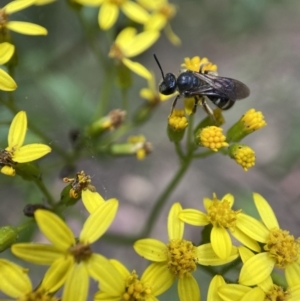 Lasioglossum (Chilalictus) sp. (genus & subgenus) at Cotter River, ACT - 8 Feb 2022