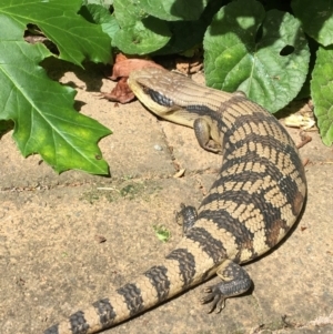 Tiliqua scincoides scincoides at Hughes, ACT - 5 Feb 2022