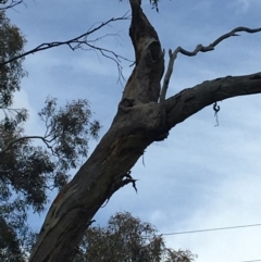 Callocephalon fimbriatum (Gang-gang Cockatoo) at Red Hill to Yarralumla Creek - 21 Oct 2021 by Linden