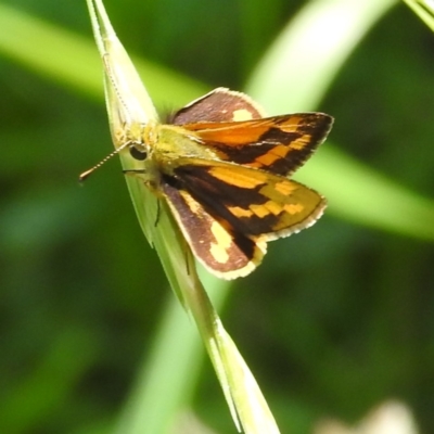 Ocybadistes walkeri (Green Grass-dart) at Lions Youth Haven - Westwood Farm A.C.T. - 9 Feb 2022 by HelenCross