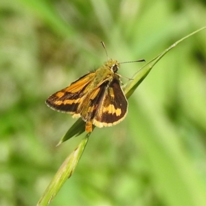 Ocybadistes walkeri at Kambah, ACT - 9 Feb 2022