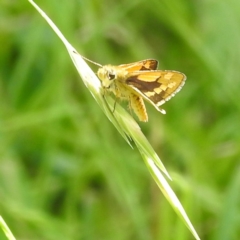 Ocybadistes walkeri at Kambah, ACT - 9 Feb 2022