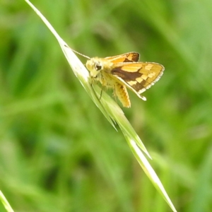 Ocybadistes walkeri at Kambah, ACT - 9 Feb 2022