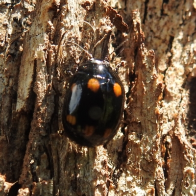 Paropsisterna octosignata (Eucalyptus leaf beetle) at Lions Youth Haven - Westwood Farm A.C.T. - 9 Feb 2022 by HelenCross