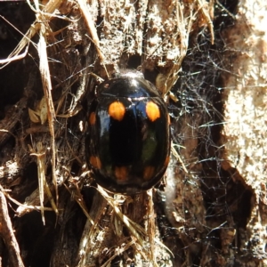 Paropsisterna octosignata at Kambah, ACT - 9 Feb 2022