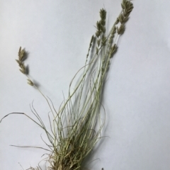 Eragrostis elongata (Clustered Lovegrass) at Denman Prospect 2 Estate Deferred Area (Block 12) - 9 Feb 2022 by rainer